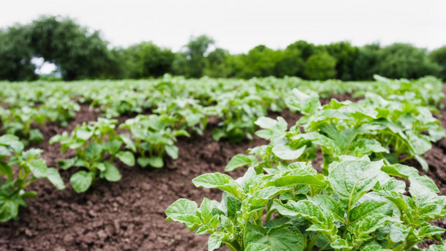 Залишитеся без урожаю: що категорично не можна садити на городі після картоплі