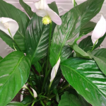 Як за допомогою крупи стимулювати ріст спатифілума