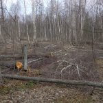 Майже 8 мільйонів збитків: у нацпарку на Волині виявили масштабну вирубку лісу