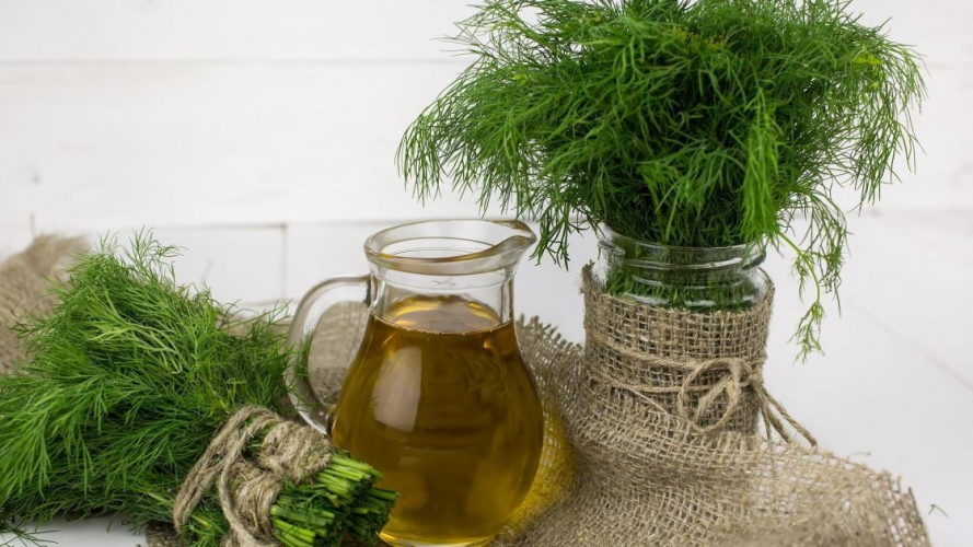 Про заморожування можна забути: як зберегти кріп на зиму в сухому чи свіжому вигляді