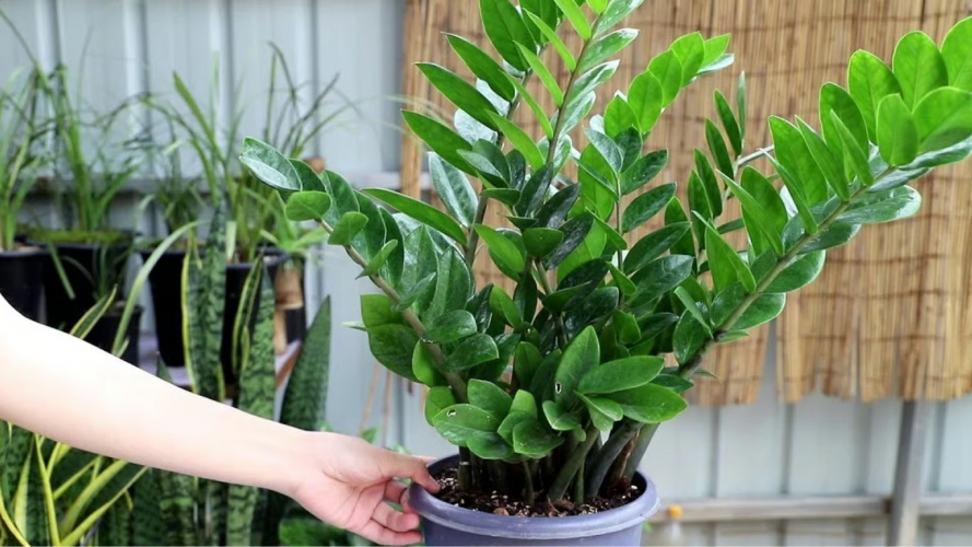 Всього 2 таблетки цього підживлення - і доларове дерево випустить безліч нових і молодих листочків