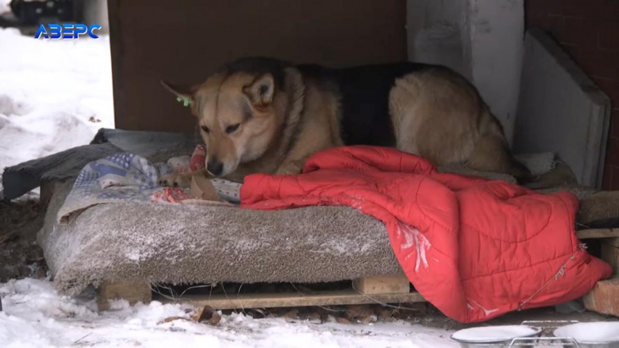 Як лучани допомагають тваринам пережити морози. Відео