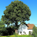 Не до добра: які дерева категорично не можна садити біля будинку