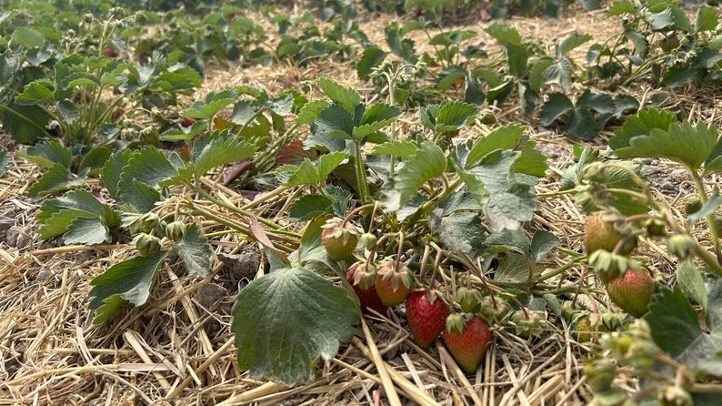 Плантації - у кожному дворі: як у селі на Волині вирощують полуницю