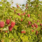 вирощування малини