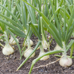 вирощування цибулі