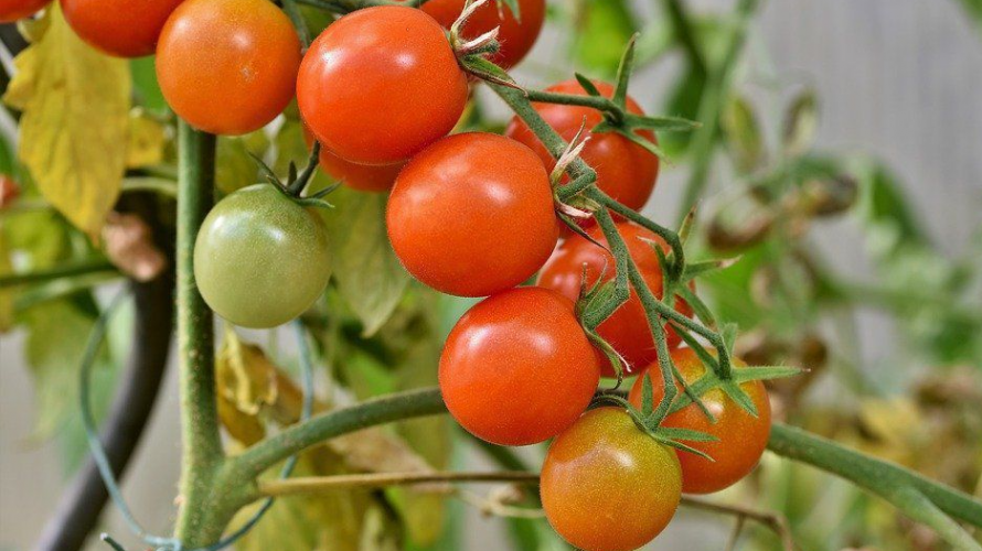 Яким добривом підживити помідори?
