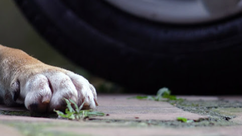 Біля Луцька чоловік збив на смерть пса і втік