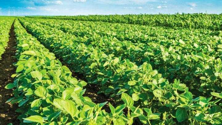 Засіяв чужу землю соєю: чоловік має відшкодувати сільраді на Волині понад 300 тисяч гривень