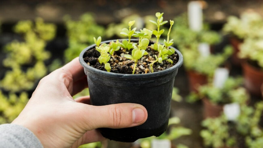 Розсада у лютому