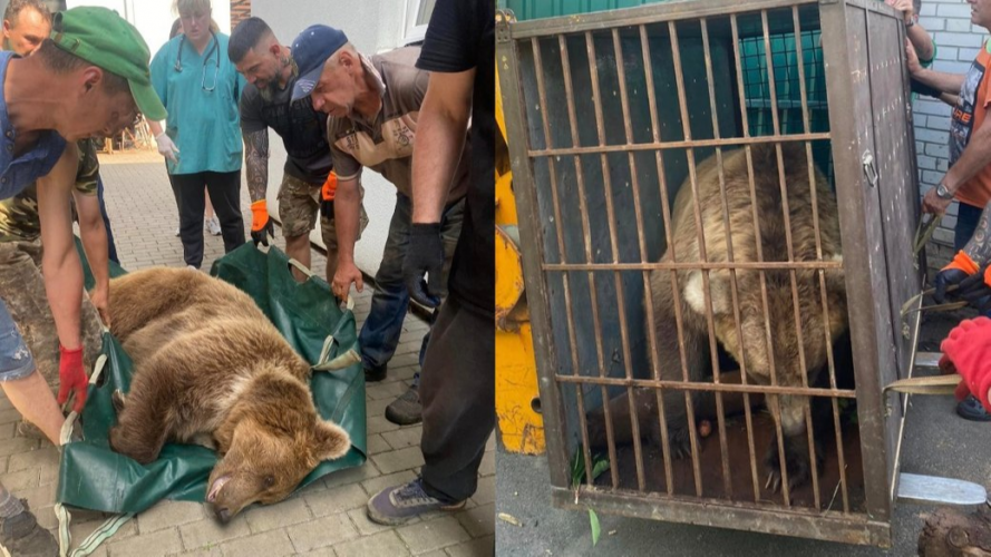 Троє ведмедів з Луцького зоопарку переїхали до Молдови