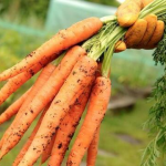 Найсолодші сорти моркви: обов’язково обирайте саме їх