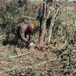 У нацпарку на Волині розчищають болото від чагарників