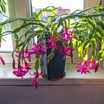 Як змусити різдвяник розквітнути до новорічних свят: ці поради точно допоможуть