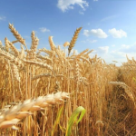 Скільки коштують ячмінь та пшениця нового врожаю на Волині: аналіз ринку