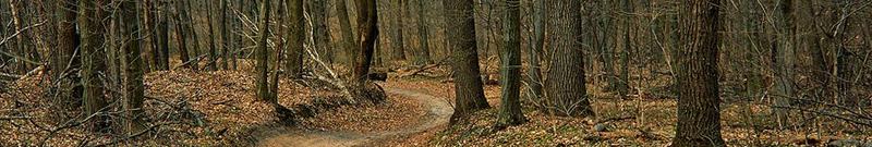 Пішла по гриби й не повернулася: на Волині в лісі знайшли тіло жінки