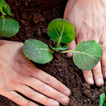 Що посадити біля капусти, щоб вона росла міцною і смачною