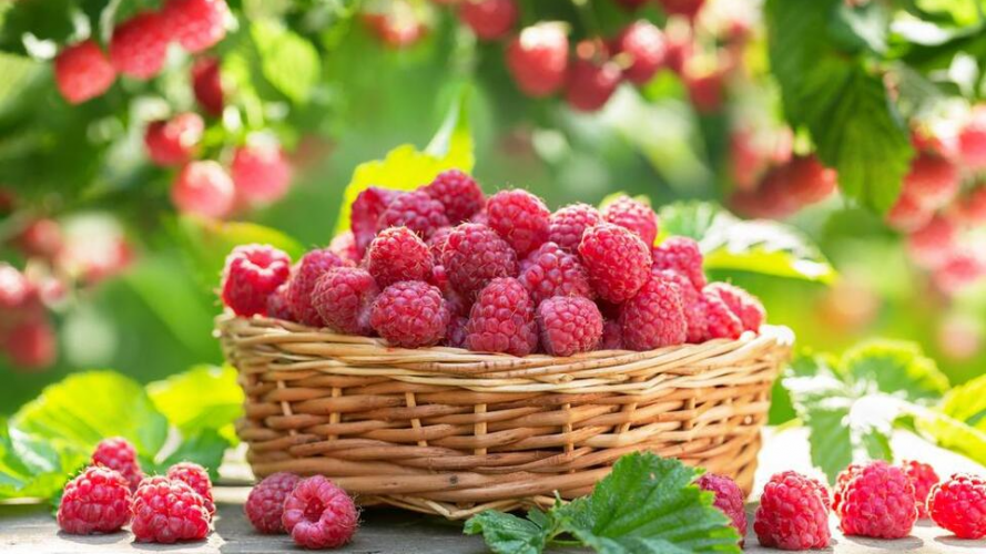 Посадите це біля малини — і врожаю не буде: головна помилка дачників