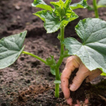 Чим полити огірки після пересадки, щоб вони швидко пішли в ріст