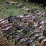 Волинянин сплатить понад 900 тисяч грн за незаконно виловлену рибу