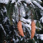На Волині проводять масштабний збір шишок, що з ними роблять після заготівлі