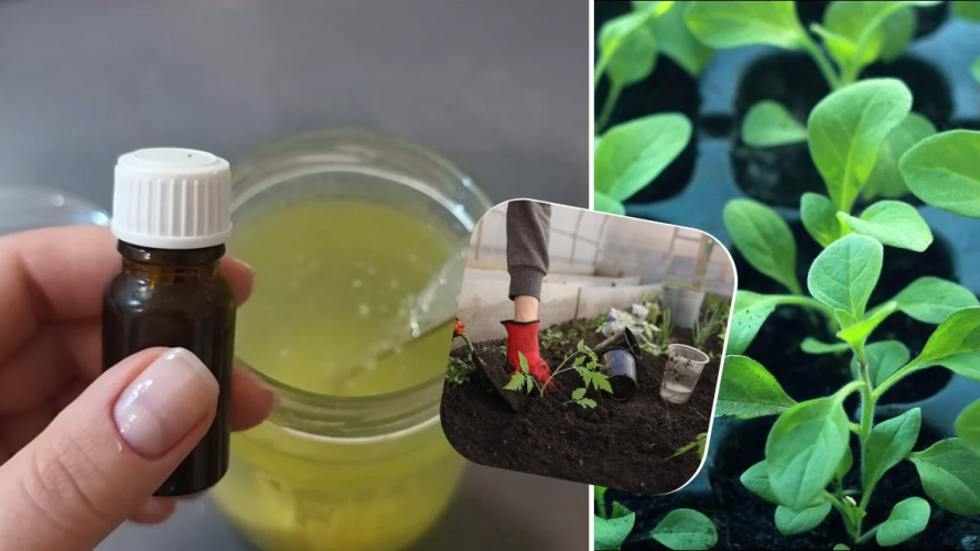 Як виростити сильну розсаду, яка не витягується: рецепт натуральної підгодівлі