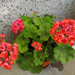 Полийте герань цією водою — і вона цвістиме 11 місяців на рік