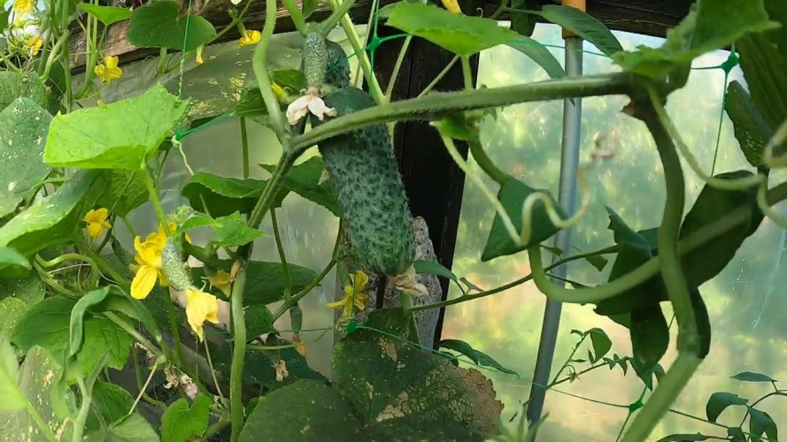 Підживлення огірків під час цвітіння: як отримати рясну зав’язь