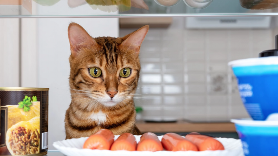 Список продуктів, які можуть нашкодити здоров’ю домашнього улюбленця: чим не можна годувати котів