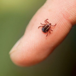 Чи потрібно перевіряти кліща після укусу: відповідь інфекціоністки