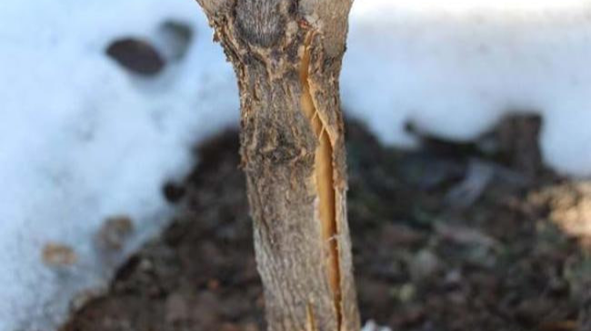 Тріщини на корі: як врятувати волинські сади після зимових морозів