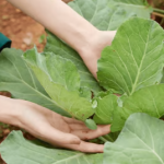 Два кущі біля капусти — і шкідники оминатимуть грядку стороною