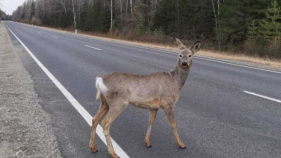 На Волині водій збив косулю: як його покарали