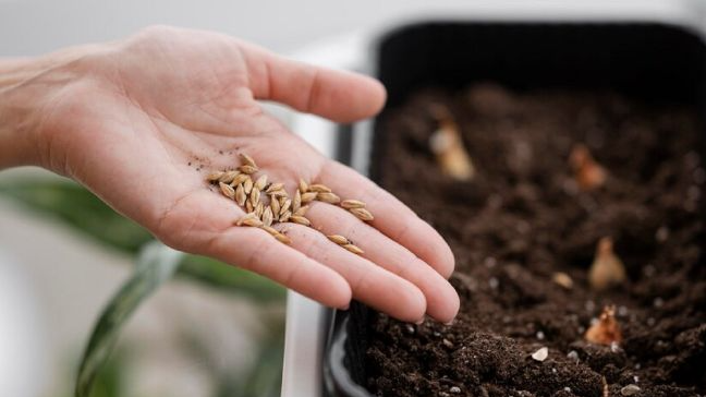 Підготовка насіння до посіву: маленькі кроки, які дають великі сходи