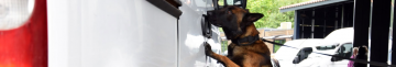 Фарс на варті кордону: історія службового пса прикордонників на Волині, який знаходить наркотики та обожнює яблука