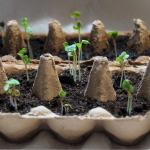 Три секрети для міцної розсади: що обов’язково потрібно робити після сходів