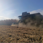 Удвічі більше, ніж торік: як на Волині вродила кукурудза