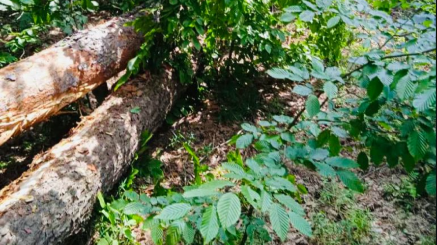 На Волині поліція відкрила кримінал через загибель працівника лісозаготівельних робіт