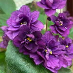 Чому в’януть фіалки? 5 причин та поради, як врятувати рослину