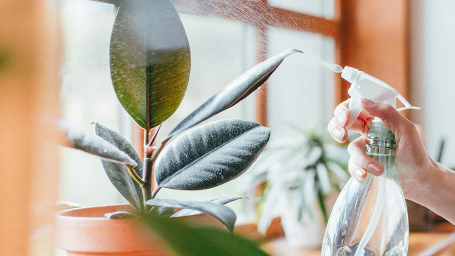 Чому гинуть кімнатні рослини після покупки: 5 головних помилок