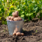 Які сорти картоплі найкраще садити на Волинському Поліссі: дають величезний врожай