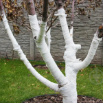 Садовий бинт: що це і як правильно обмотувати дерева