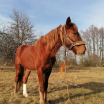 Добрий кінь — на вагу золота: скільки коштують помічники на Волині?