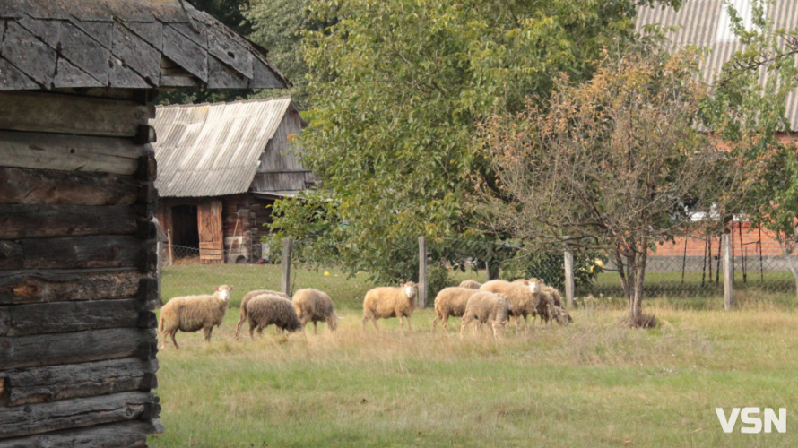 Догляд за вівцями навесні: поради фермера з Волині, щоб вберегти здоров'я тварин зі зміною сезону