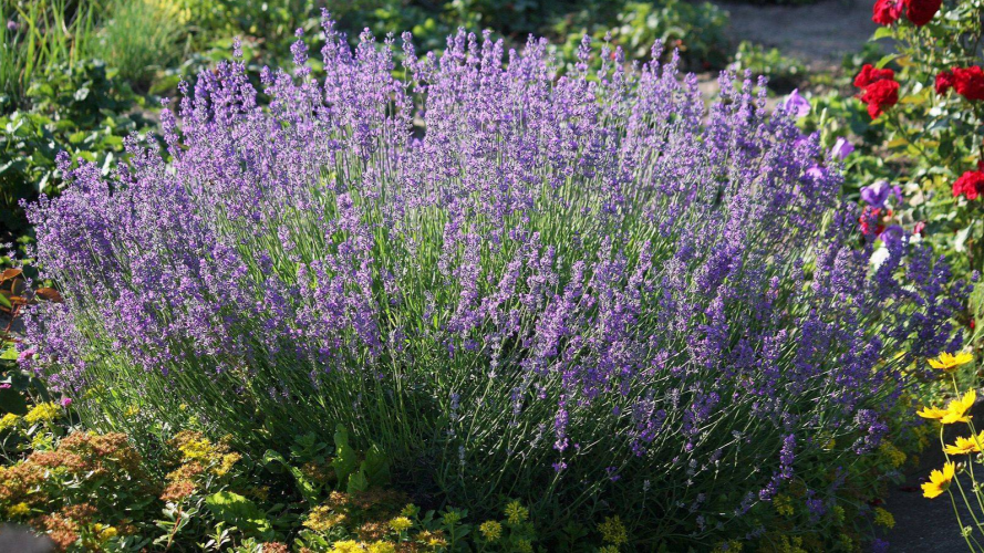 Яке добриво з кухні стимулюватиме лаванду квітнути довго та пишно