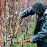 У листопаді треба обов’язково обрізати та підживити виноград, щоб отримати величезні солодкі грона у наступному році