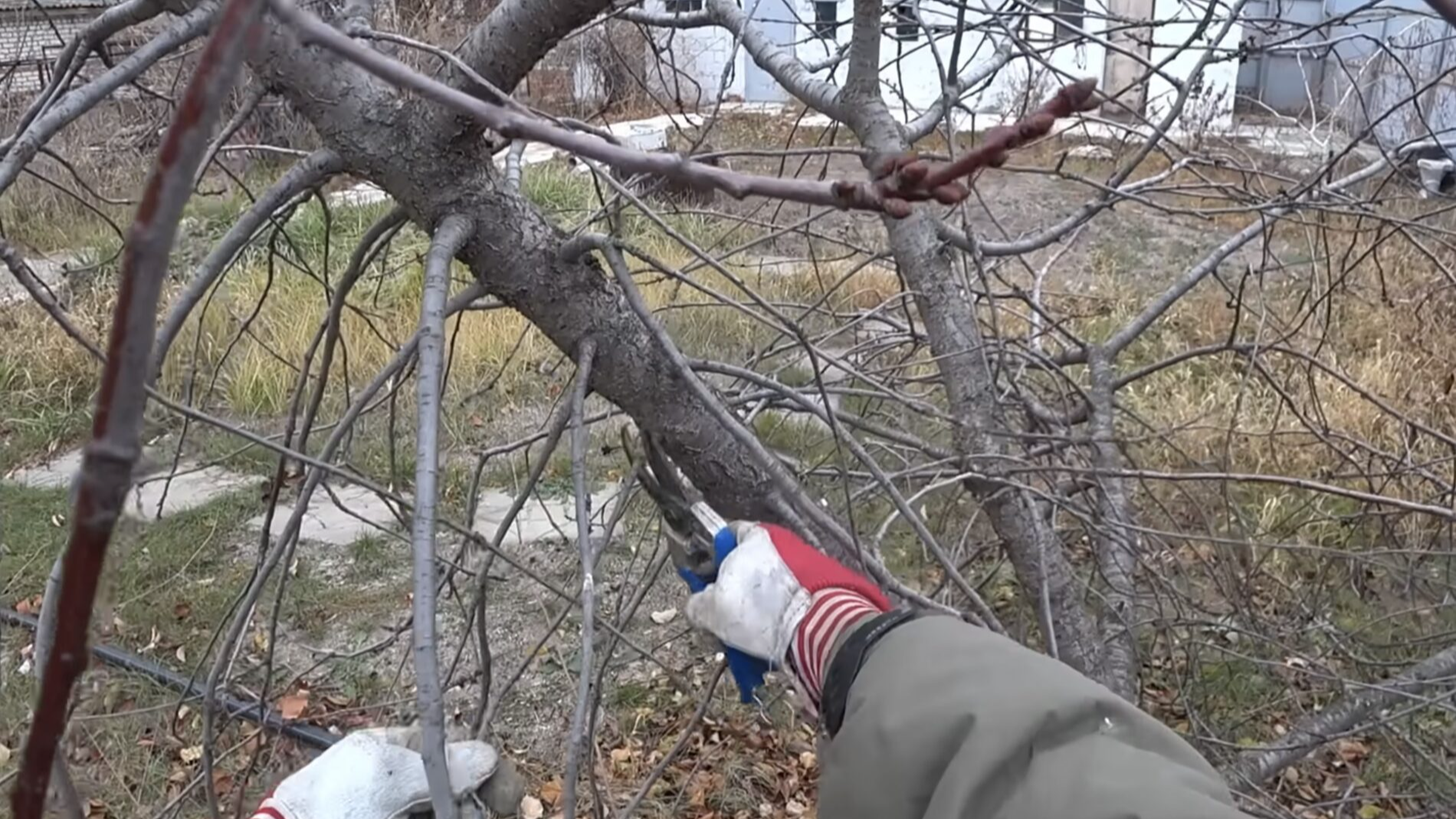 обрізка вишні взимку