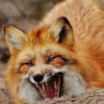 Відстріл лисиць на Волині і ситуація з вакцинацією від сказу: що відомо