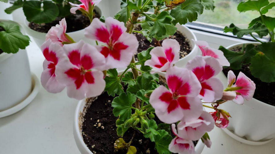 Секрет цвітіння за «3 копійки»: як змусити герань зацвісти у січні, як улітку