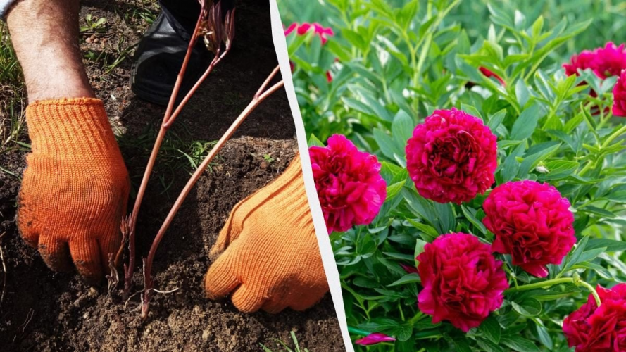 Коли пересаджувати півонії, щоб вони цвіли ще рясніше: головні правила садівників